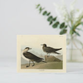 Carte Postale Jager de Richardson de Audubon's Birds of America (Debout devant)