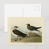Carte Postale Jager de Richardson de Audubon's Birds of America (Devant / Derrière)