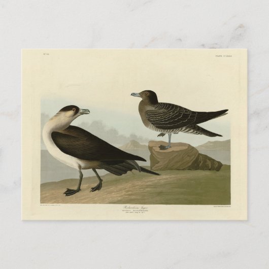 Carte Postale Jager de Richardson de Audubon's Birds of America (Devant)