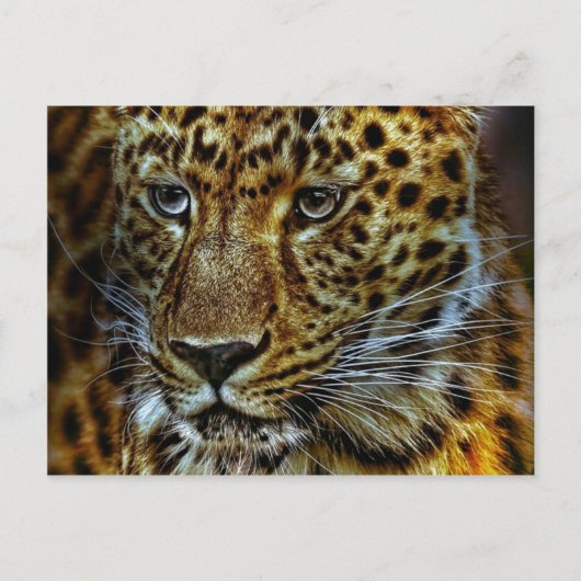 Carte Postale Jaguar (Devant)