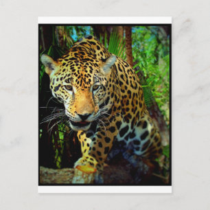 Carte Postale Jaguar