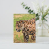 Carte postale Jaguar (Debout devant)
