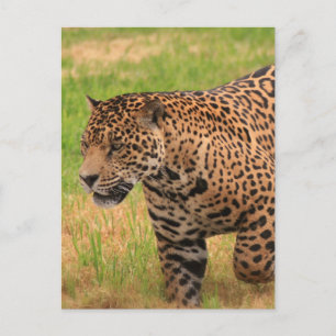Carte postale Jaguar