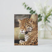 Carte postale Jaguar (Debout devant)