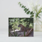 Carte postale Jaguar (Debout devant)