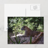 Carte postale Jaguar (Devant / Derrière)