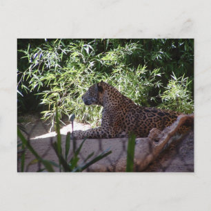 Carte postale Jaguar