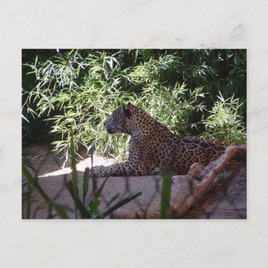 Carte postale Jaguar (Devant)
