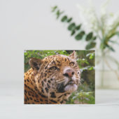 Carte Postale Jaguar (Debout devant)
