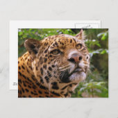 Carte Postale Jaguar (Devant / Derrière)