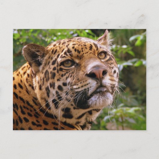 Carte Postale Jaguar (Devant)