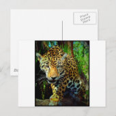 Carte Postale Jaguar (Devant / Derrière)
