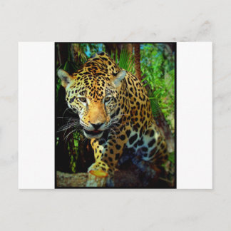 Carte Postale Jaguar