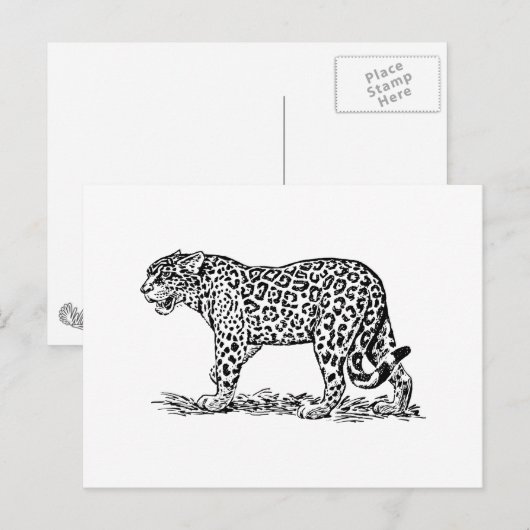 Carte Postale Jaguar (Devant / Derrière)