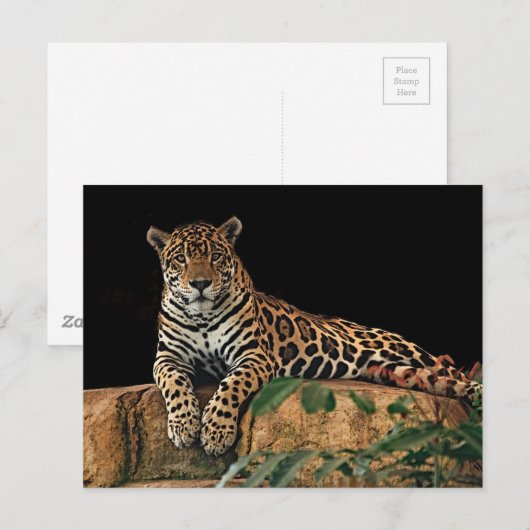 Carte Postale Jaguar (Devant / Derrière)