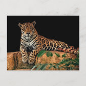 Carte Postale Jaguar (Devant)