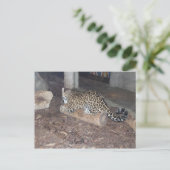 Carte Postale Jaguar # 25 (Debout devant)