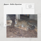 Carte Postale Jaguar # 25 (Devant / Derrière)