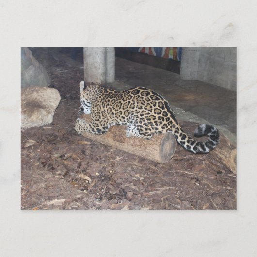 Carte Postale Jaguar # 25 (Devant)