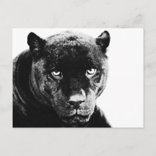 Carte Postale Jaguar Black Panther