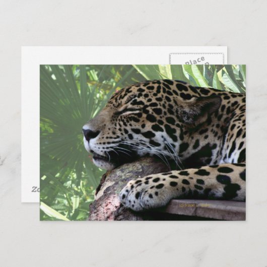 Carte Postale Jaguar de Floride dormant, fronton vert clair reto (Devant / Derrière)