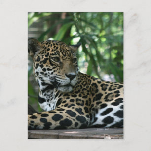 Carte Postale Jaguar de Floride regardant en arrière allongé