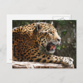 Carte Postale Jaguar III (Devant / Derrière)