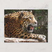 Carte Postale Jaguar III (Devant)