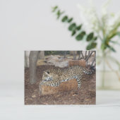 Carte Postale Jaguar n° 9 (Debout devant)