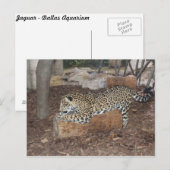 Carte Postale Jaguar n° 9 (Devant / Derrière)