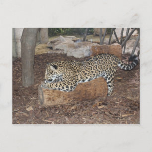 Carte Postale Jaguar n° 9