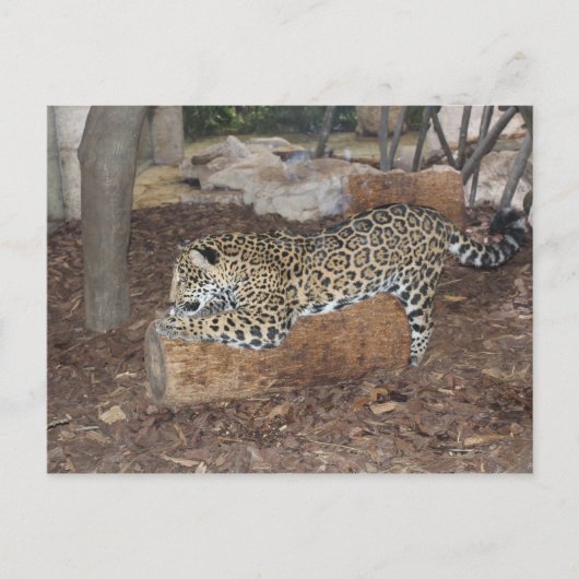 Carte Postale Jaguar n° 9 (Devant)