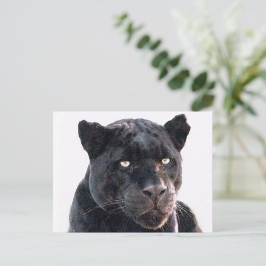 Carte Postale Jaguar noir (Debout devant)