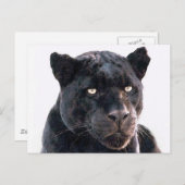 Carte Postale Jaguar noir (Devant / Derrière)