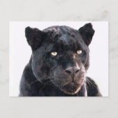 Carte Postale Jaguar noir (Devant)
