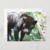 Carte Postale Jaguar noir (Devant / Derrière)