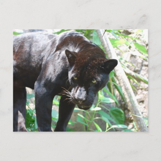 Carte Postale Jaguar noir (Devant)