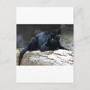 Carte Postale Jaguar noir