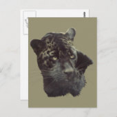 Carte Postale Jaguar noir (Devant / Derrière)