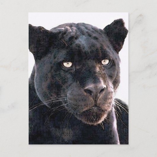 Carte Postale Jaguar noir (Devant)