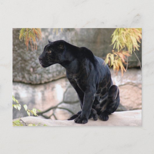 Carte Postale Jaguar noir4x6 (Devant)