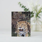 Carte Postale Jaguar (Panthera onca) (Debout devant)