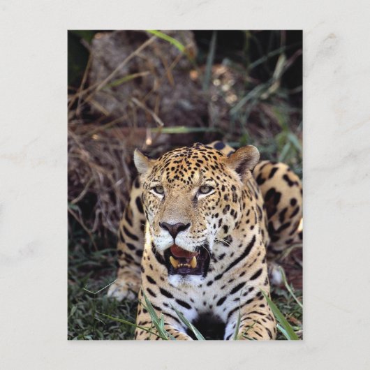 Carte Postale Jaguar (Panthera onca) (Devant)