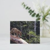 Carte Postale Jaguar (Panthera onca) dans l'arbre (Debout devant)