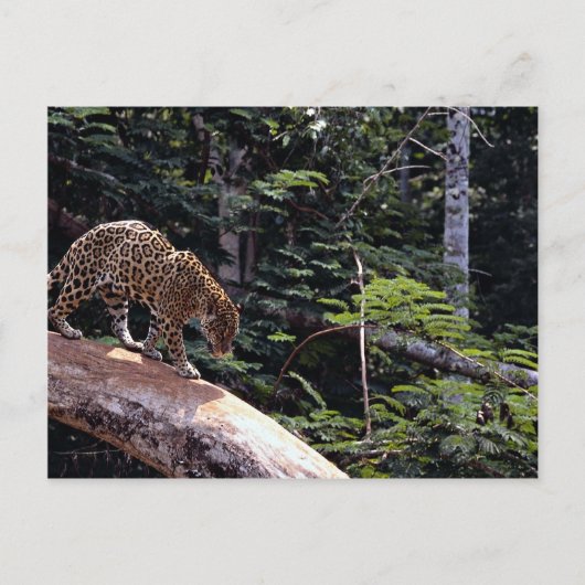 Carte Postale Jaguar (Panthera onca) dans l'arbre (Devant)