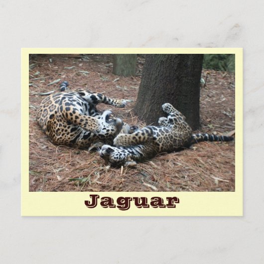 Carte Postale JAGUAR-PAW BACK-IMG_2914 -Shane-Carrie (Devant)