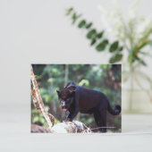 Carte Postale Jaguar, phase noire (Panthera onca) (Debout devant)