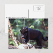 Carte Postale Jaguar, phase noire (Panthera onca) (Devant / Derrière)