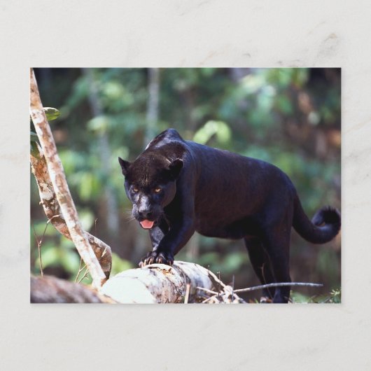 Carte Postale Jaguar, phase noire (Panthera onca) (Devant)