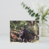 Carte Postale Jaguar, phase noire (Panthera onca) (Debout devant)